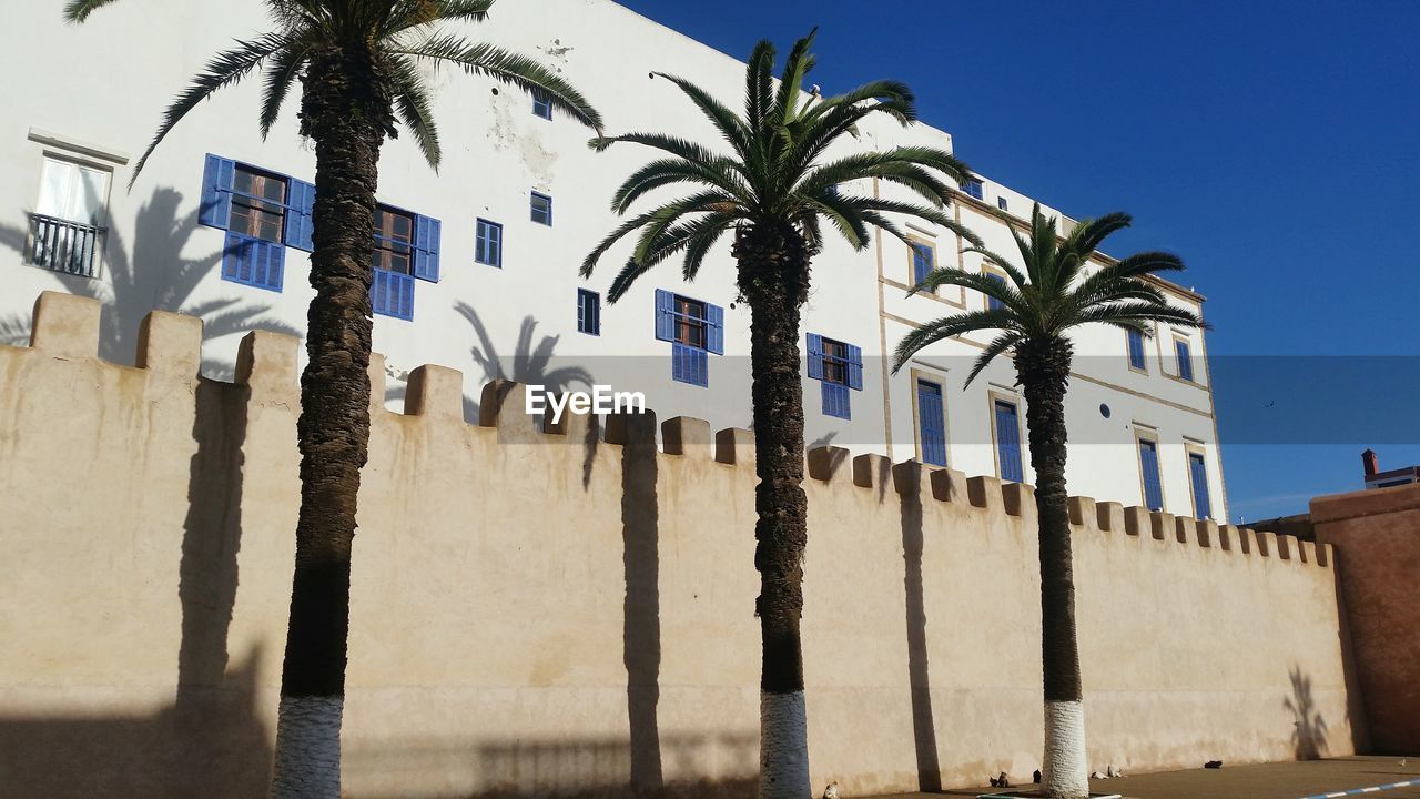 LOW ANGLE VIEW OF PALM TREES AGAINST BUILDING