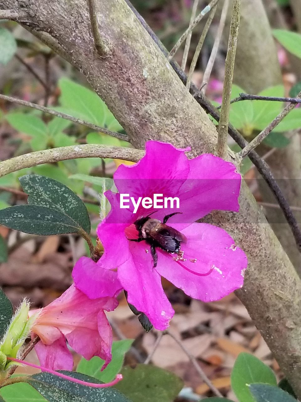 CLOSE-UP OF BEE ON FLOWER