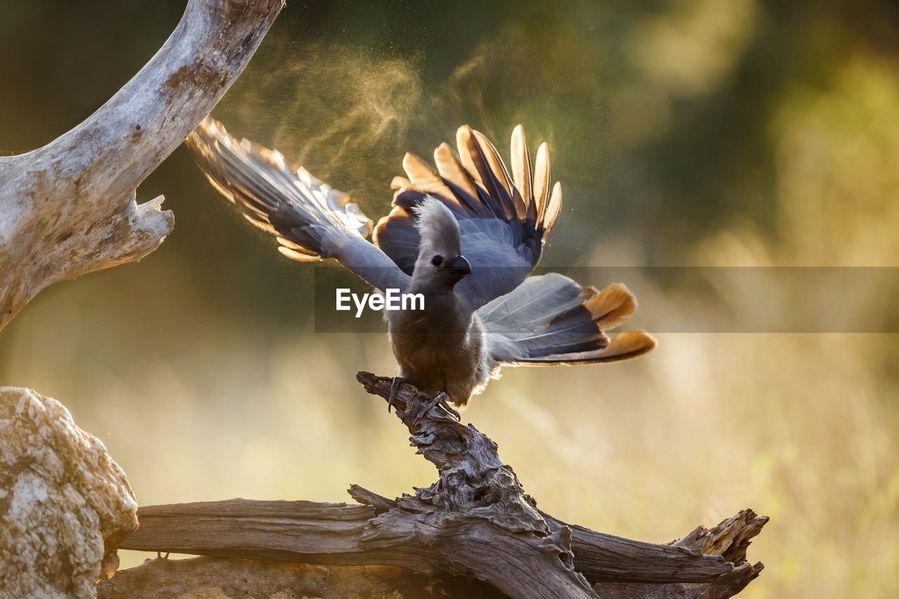 low angle view of bird perching on tree