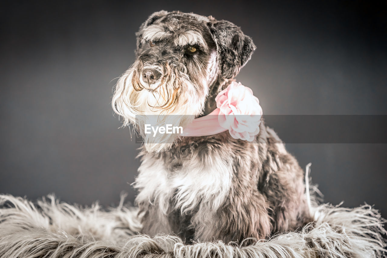 Close-up of dog against gray background