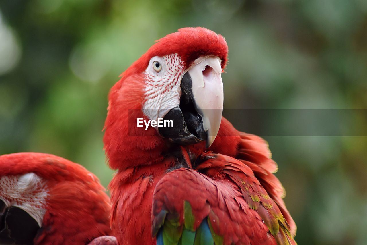Close-up of scarlet macaws