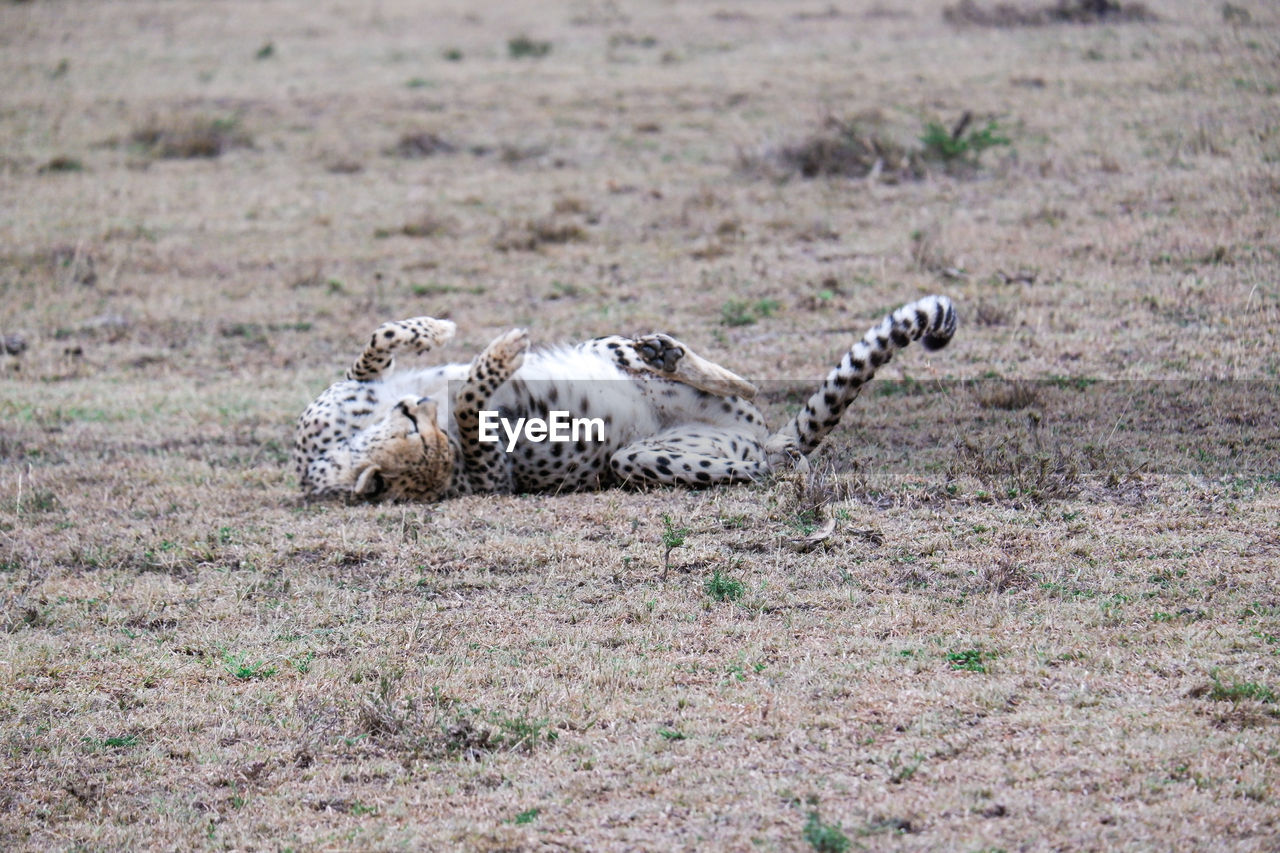 animal, animal themes, animal wildlife, wildlife, cheetah, mammal, big cat, one animal, safari, no people, feline, nature, spotted, grass, cat, leopard, day, carnivora, plant, tourism, outdoors, animal markings, side view