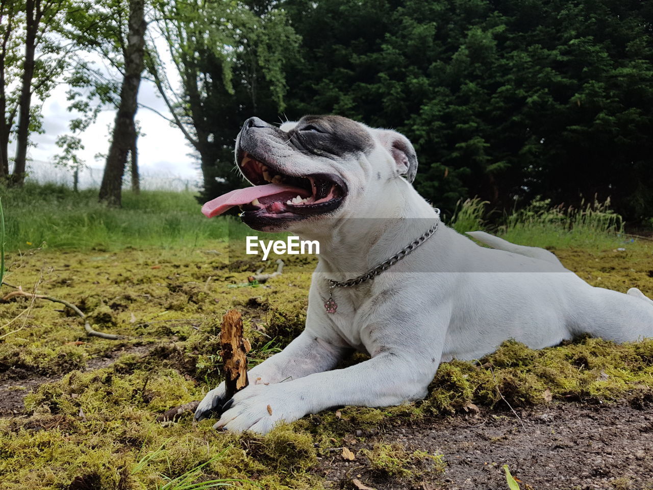 Dog relaxing on moss covered field