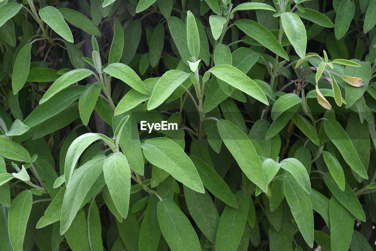 HIGH ANGLE VIEW OF GREEN LEAVES ON PLANT