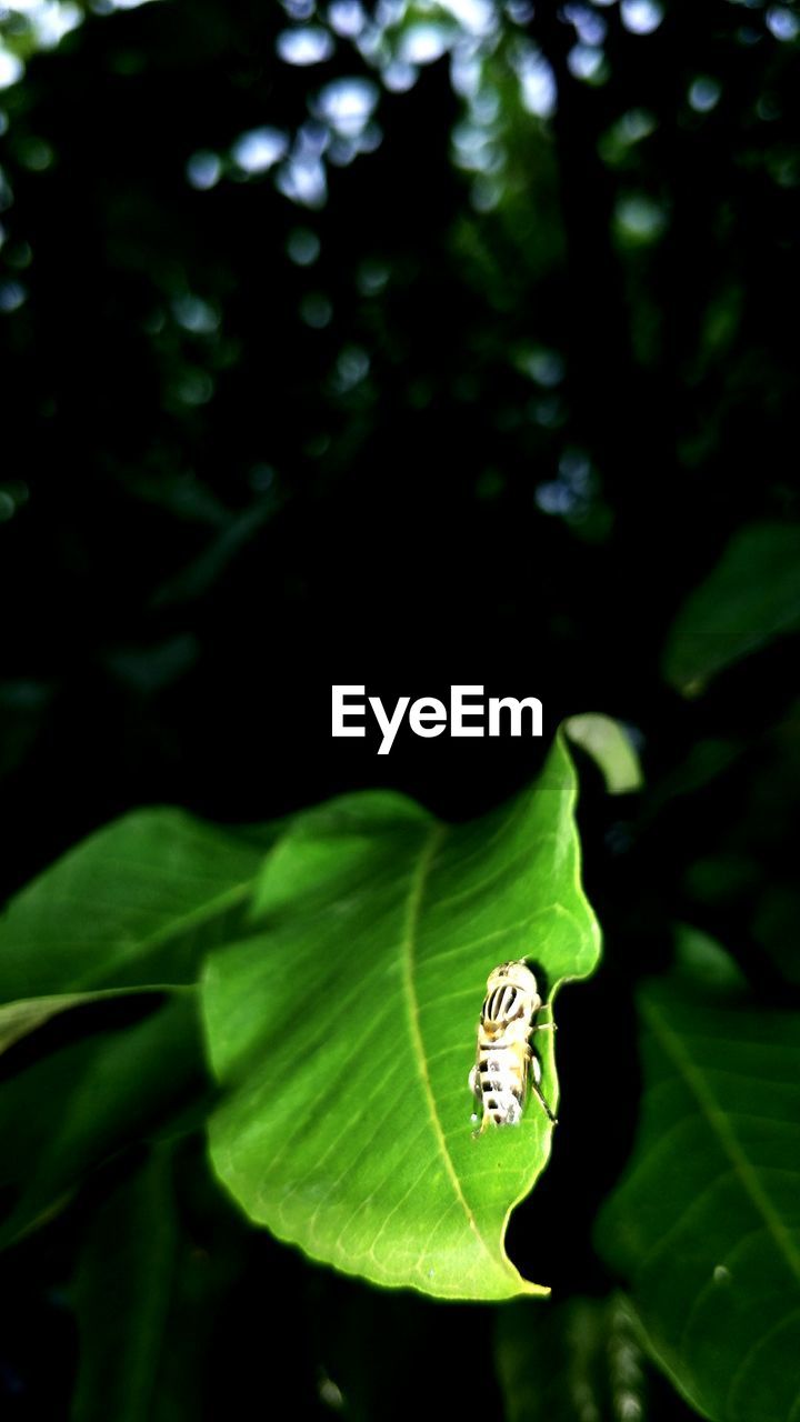 BUTTERFLY ON LEAF