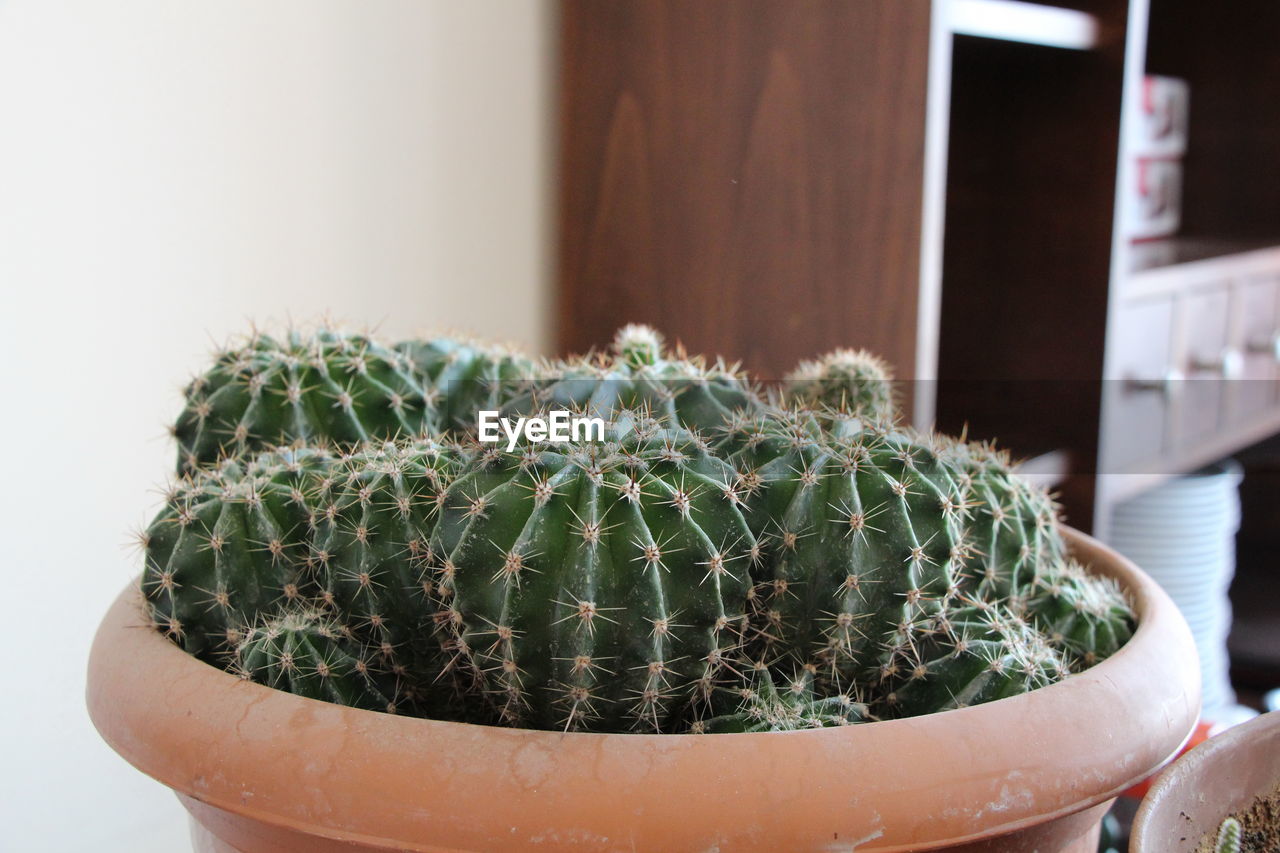 CLOSE-UP OF POTTED PLANT