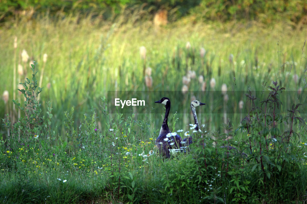 View of birds on grass