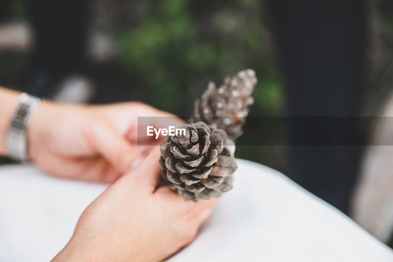 CLOSE-UP OF HAND HOLDING PINE CONES