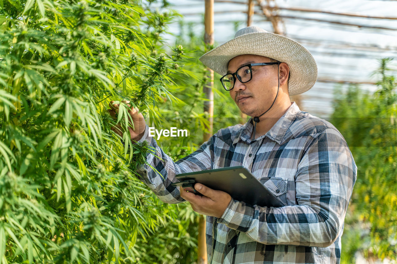 Male cannabis farmer checking the quality of his plants at his environment controlled greenhouse