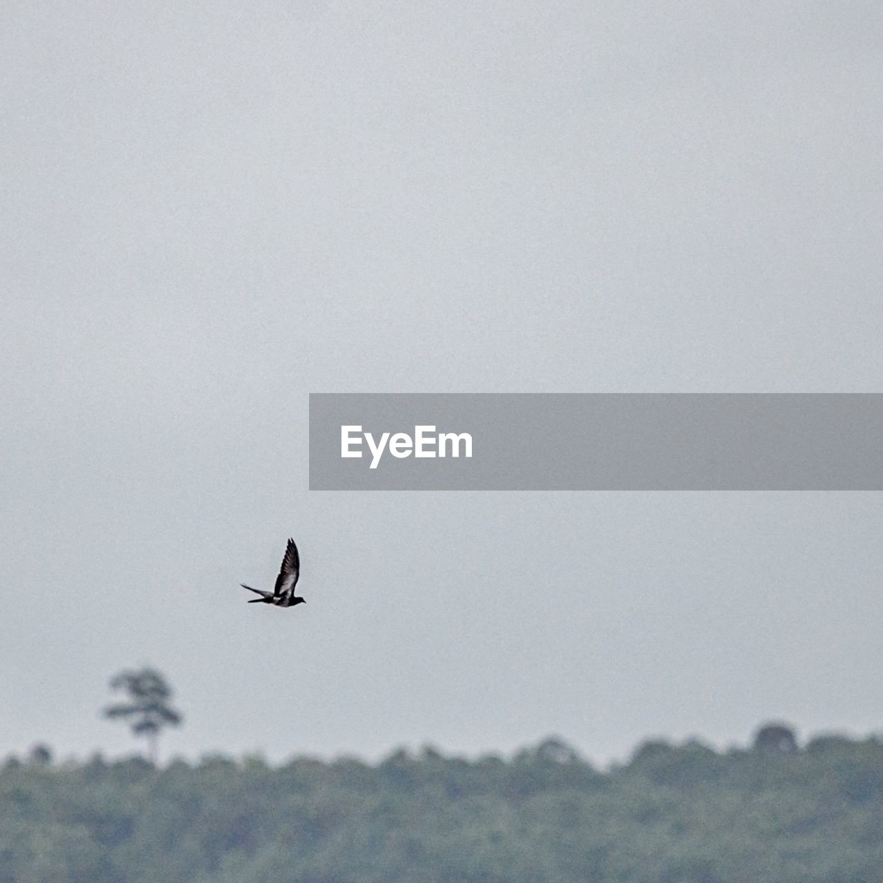 LOW ANGLE VIEW OF BIRD FLYING