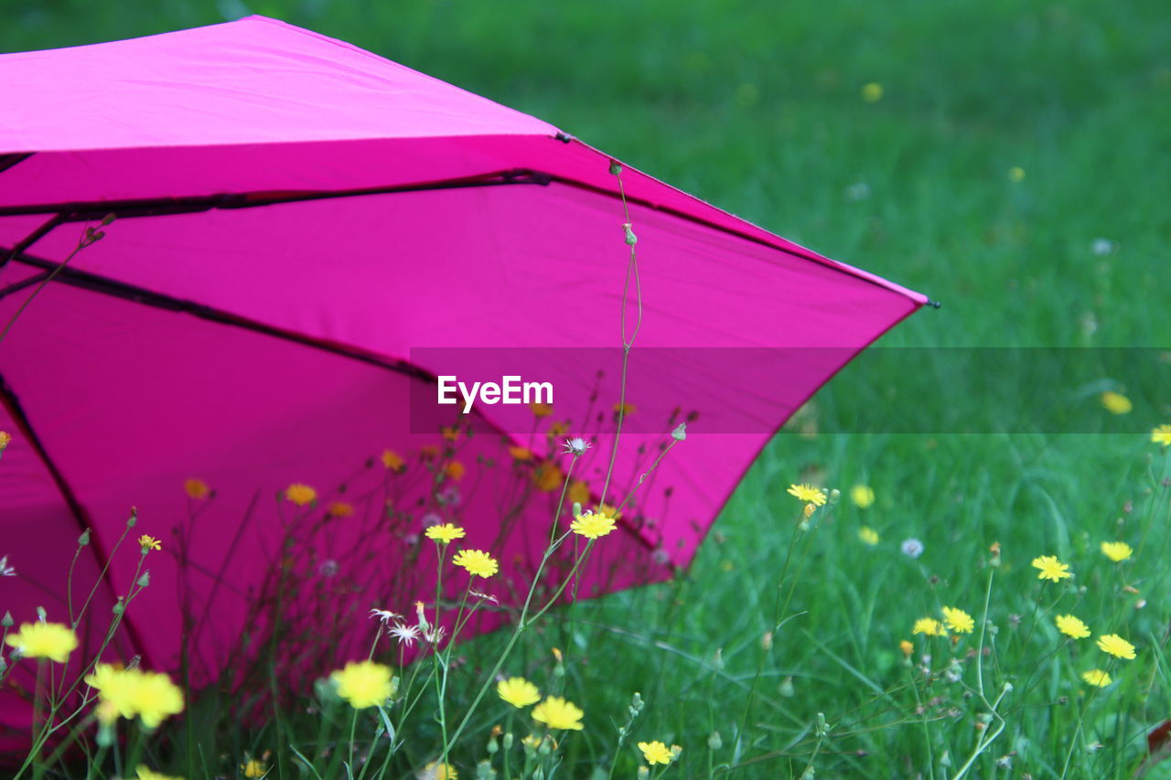 Pink flowering plant on field