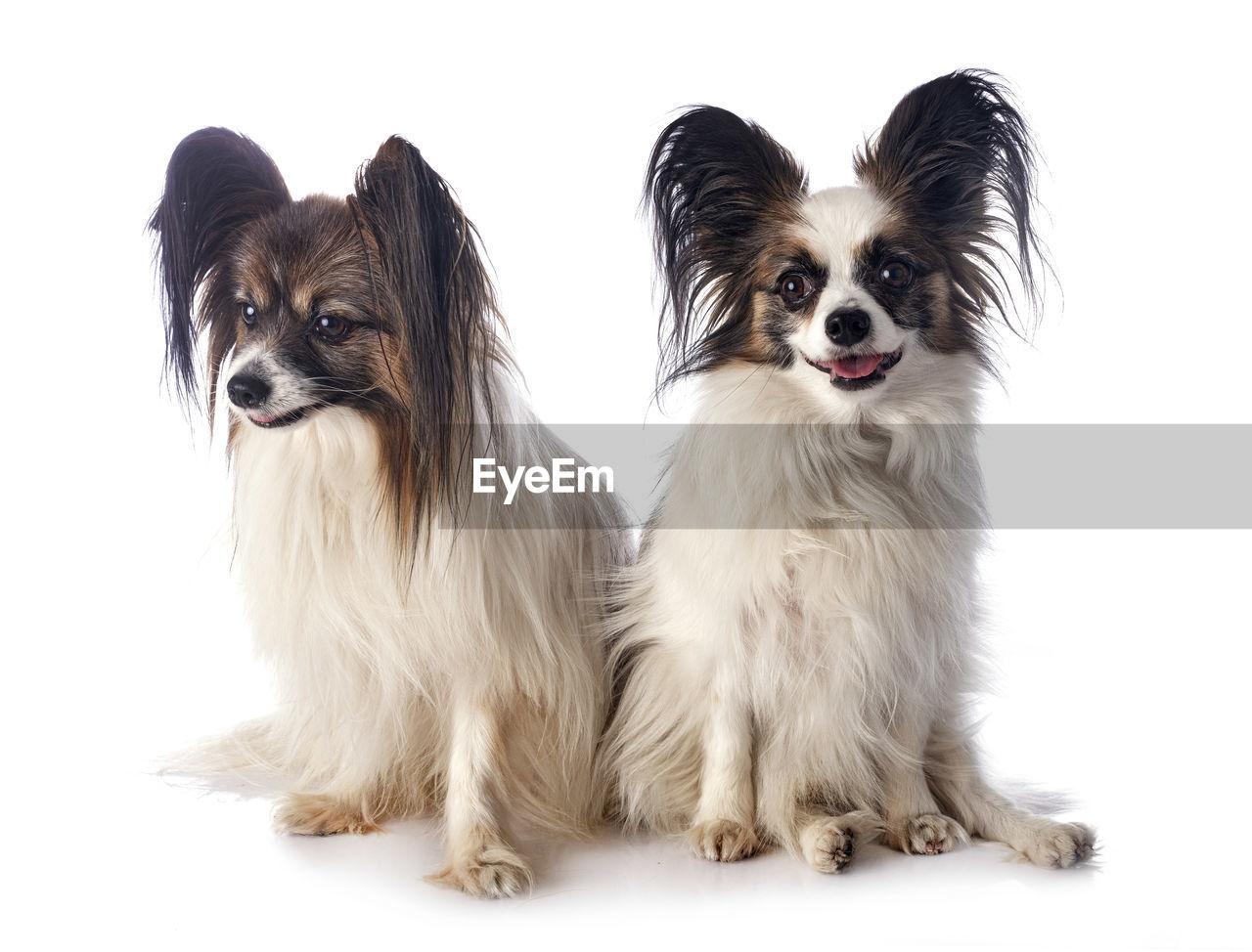 PORTRAIT OF DOG SITTING ON FLOOR