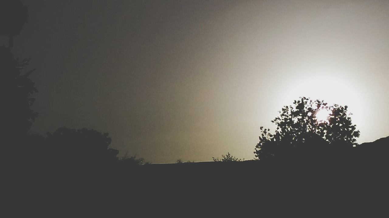 SILHOUETTE OF TREES AT SUNSET