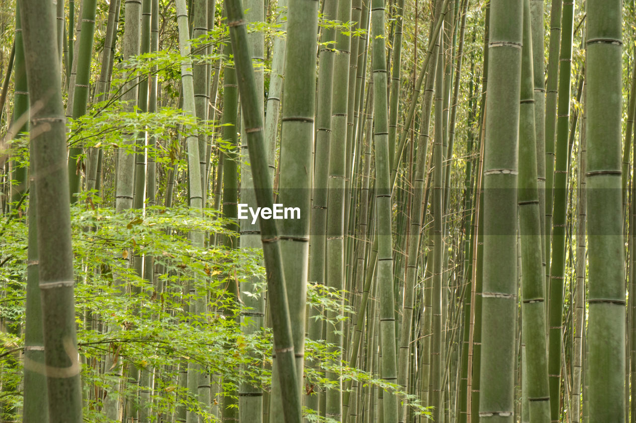 Bamboo trees in forest