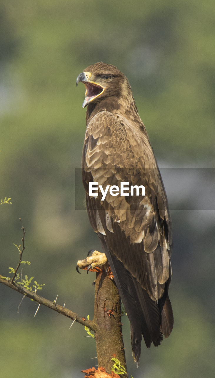 CLOSE-UP OF OWL PERCHING ON LEAF