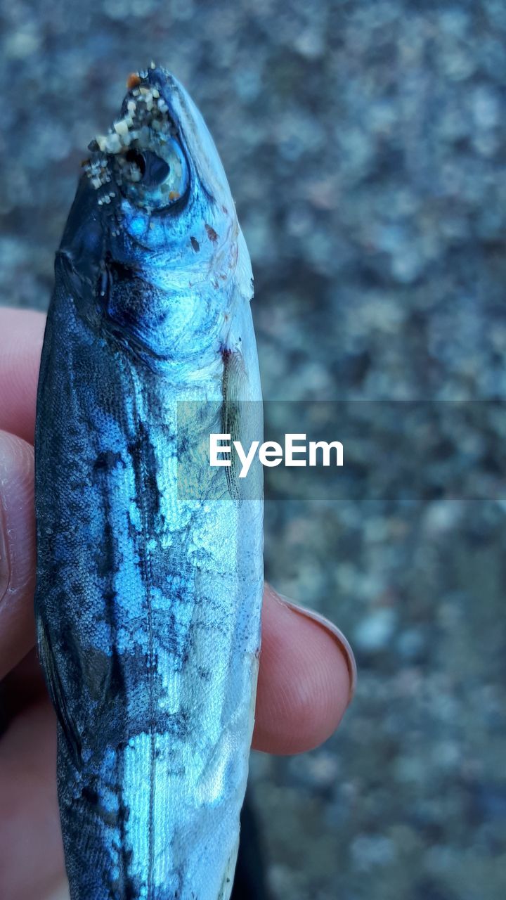 CLOSE-UP OF HUMAN HAND HOLDING FISH
