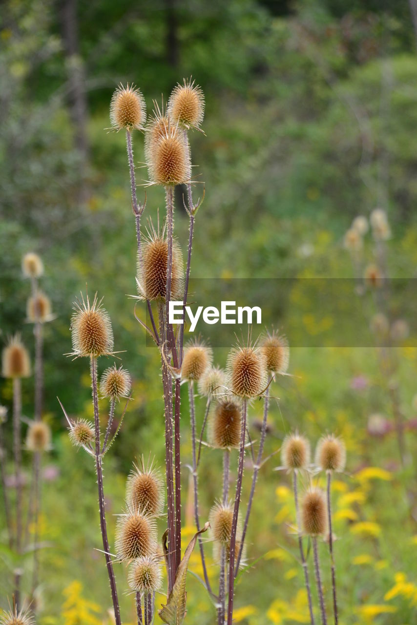 Close-up of thistle flowers