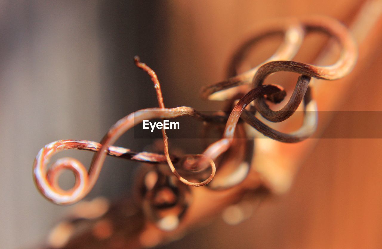 Close-up of twisted vines against blurred background