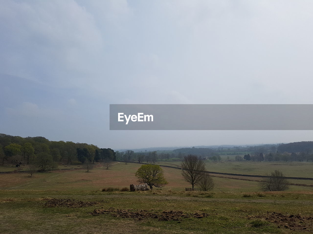 SCENIC VIEW OF TREES ON FIELD AGAINST SKY
