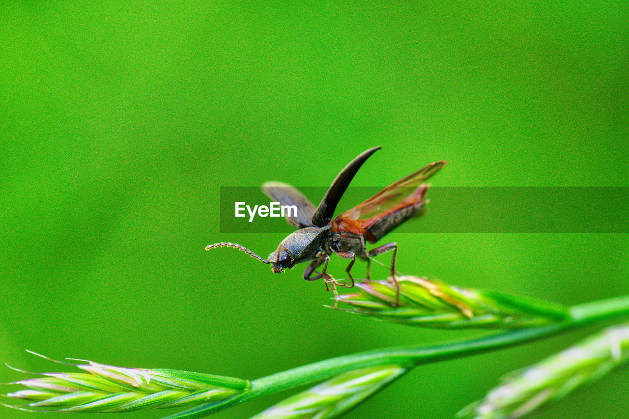 CLOSE-UP OF GRASSHOPPER