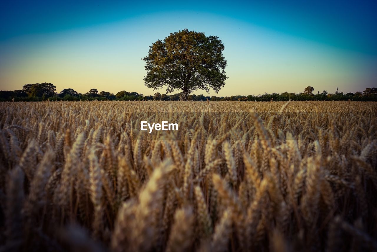 Wheat field against clear sky