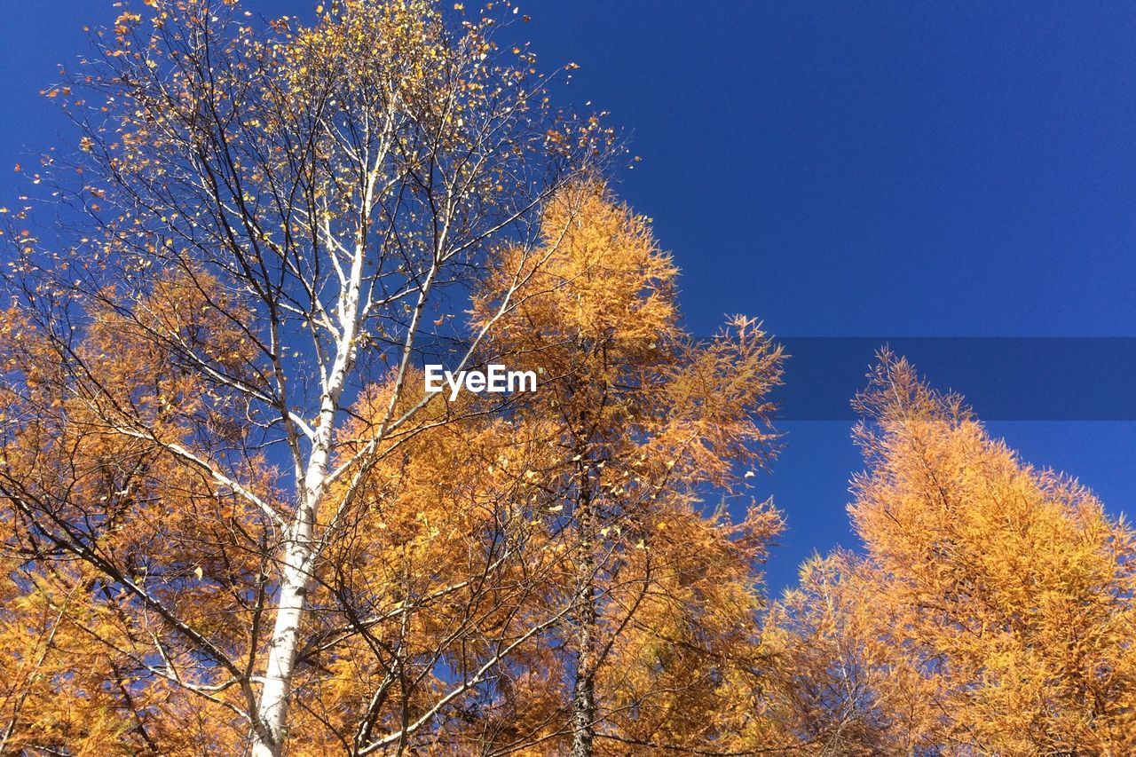 LOW ANGLE VIEW OF TREES AGAINST BLUE SKY