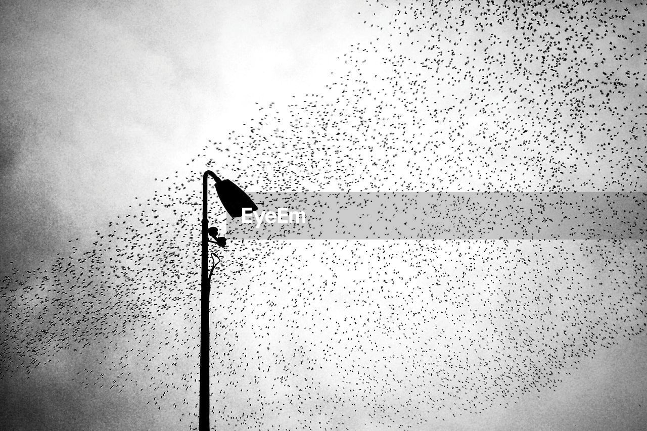 Low angle view of birds flying against the sky