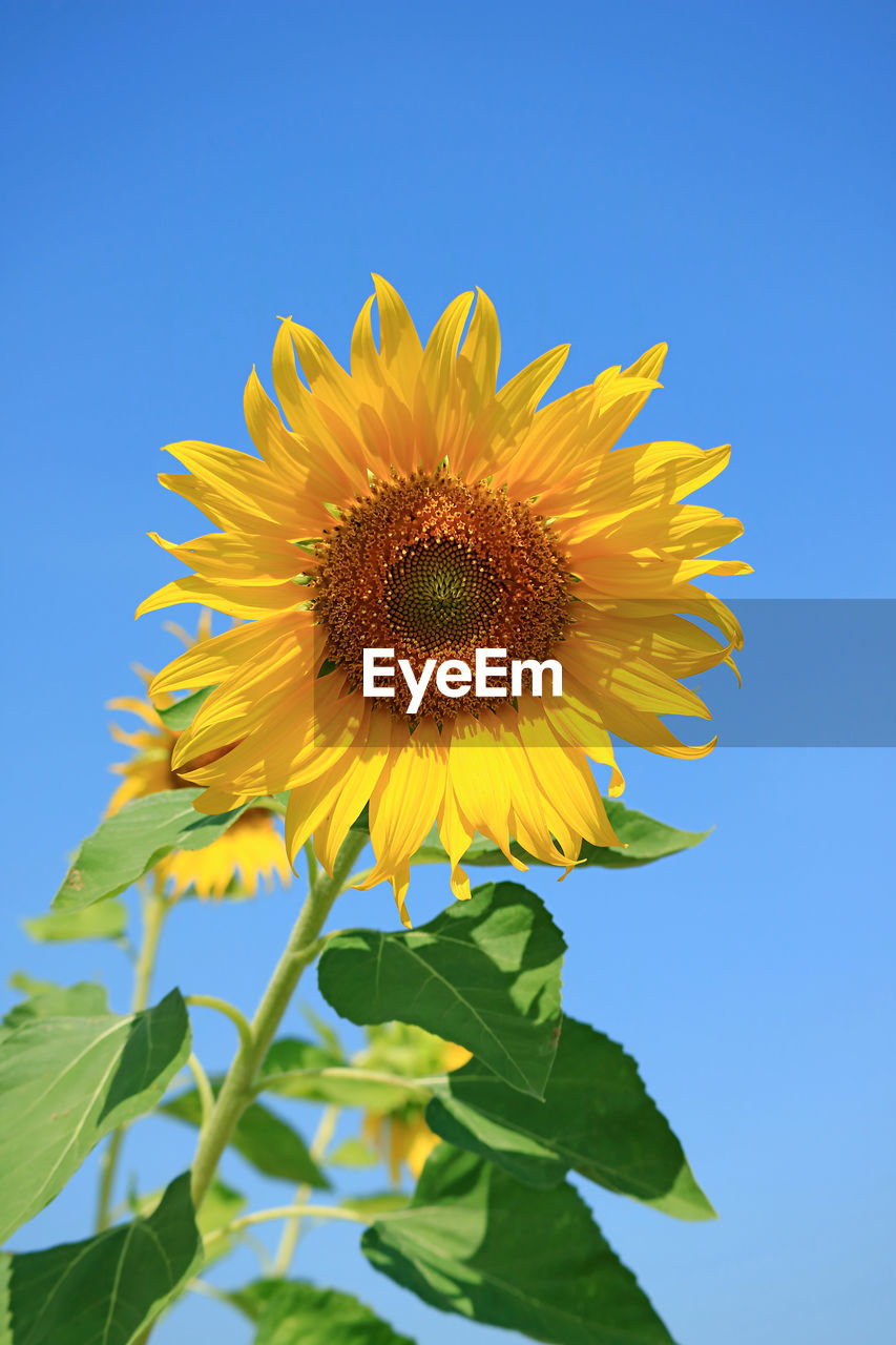 CLOSE-UP OF SUNFLOWER