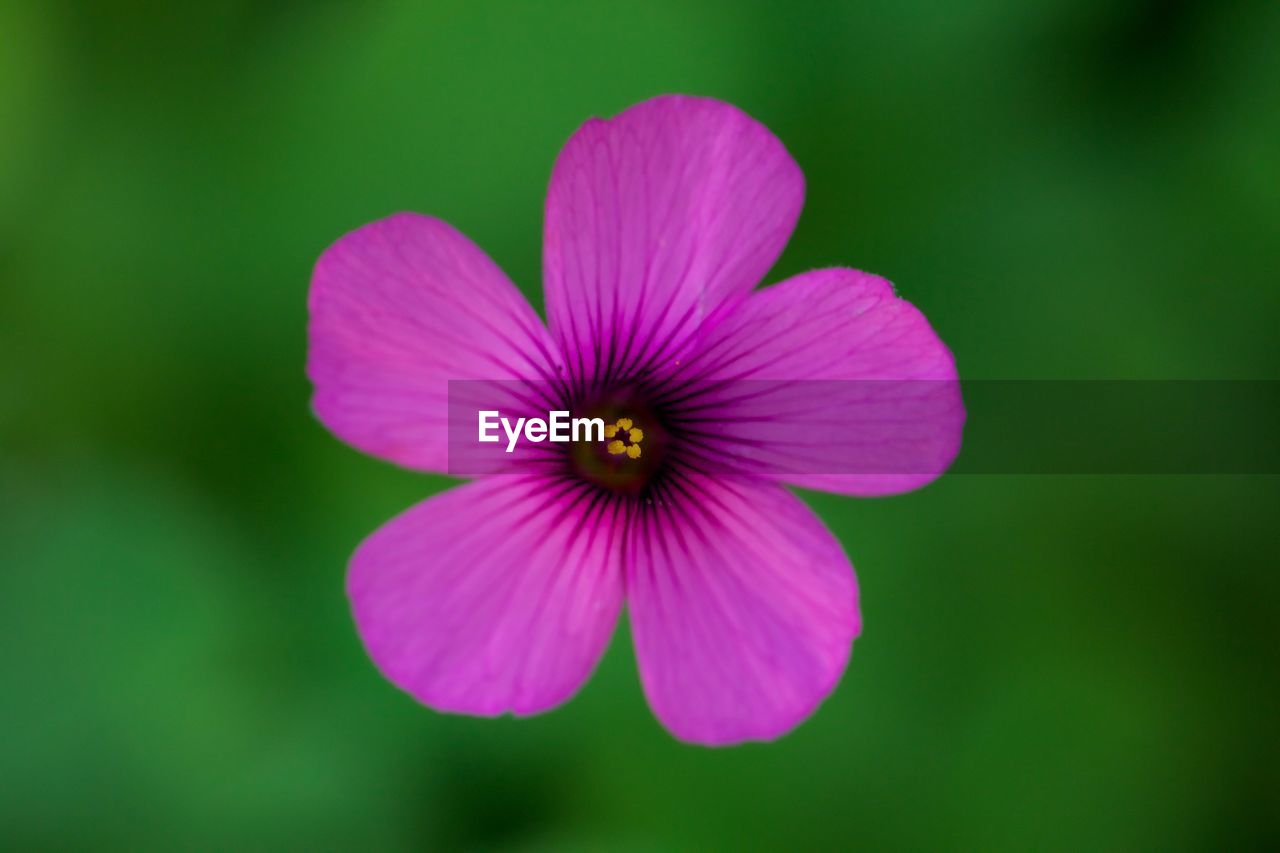 Close-up of pink flower