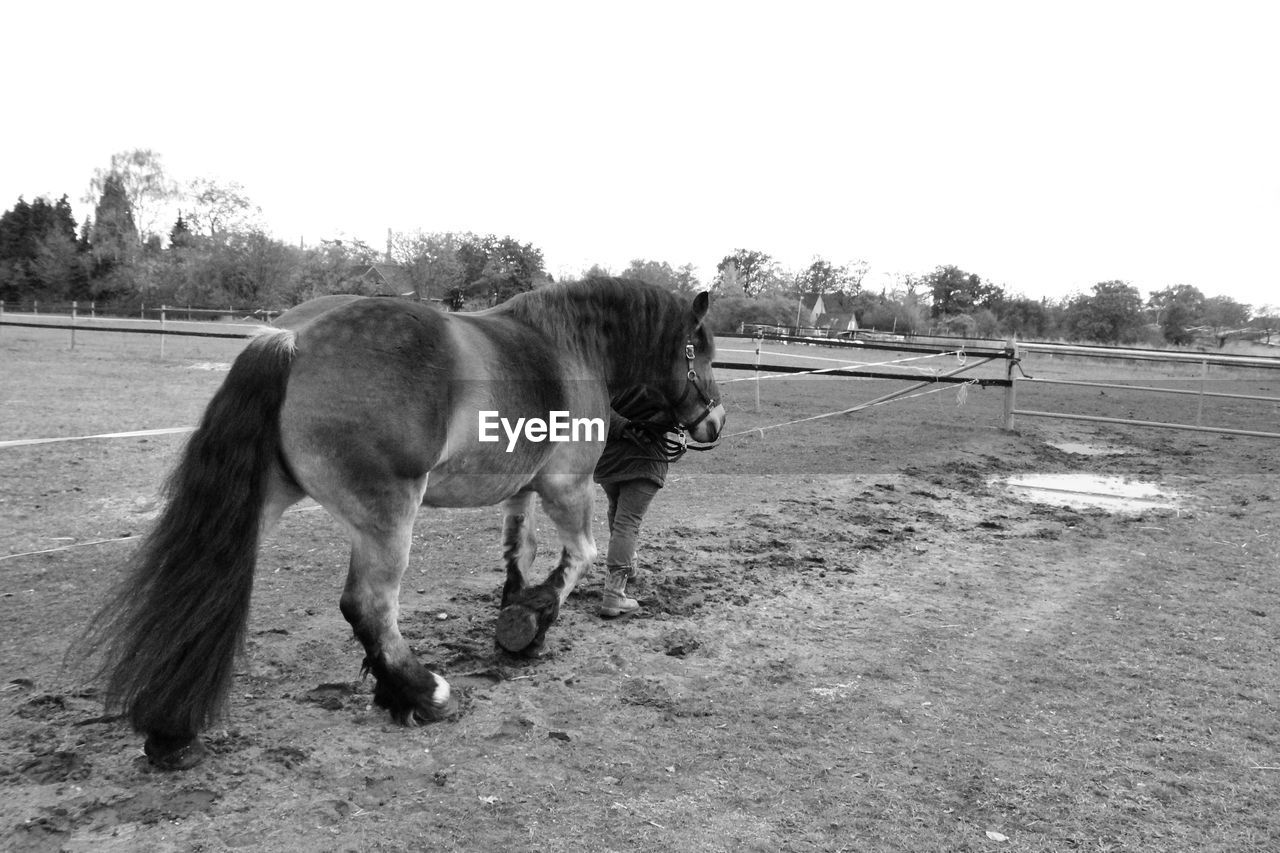 HORSES IN RANCH