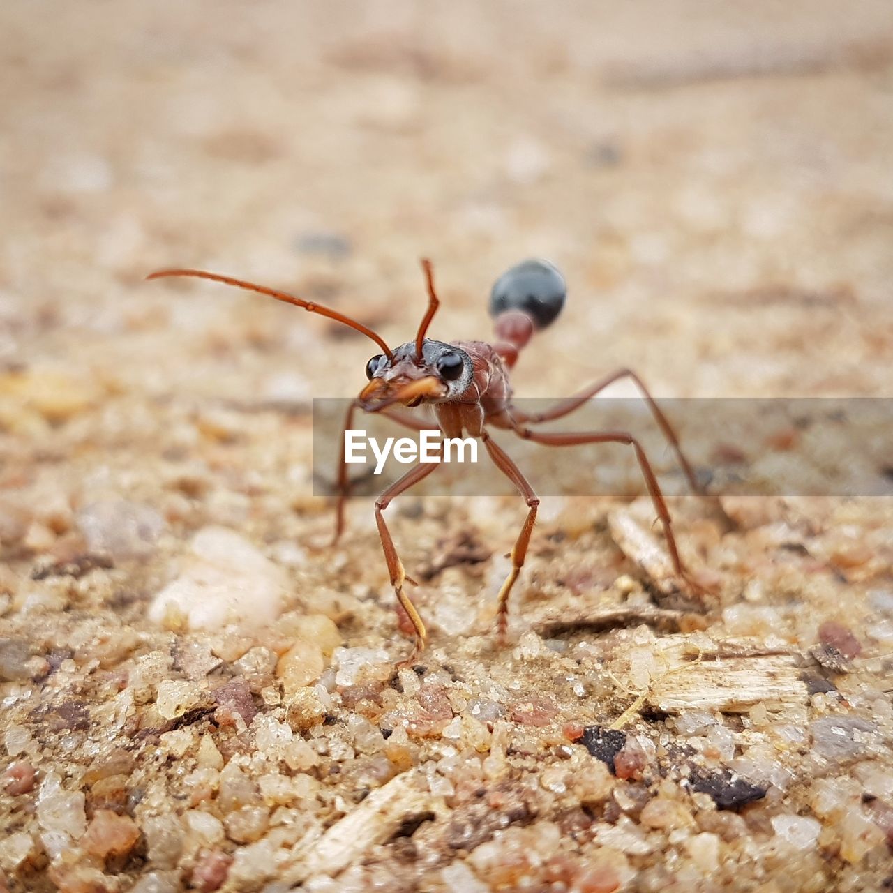 Close-up of ant at beach