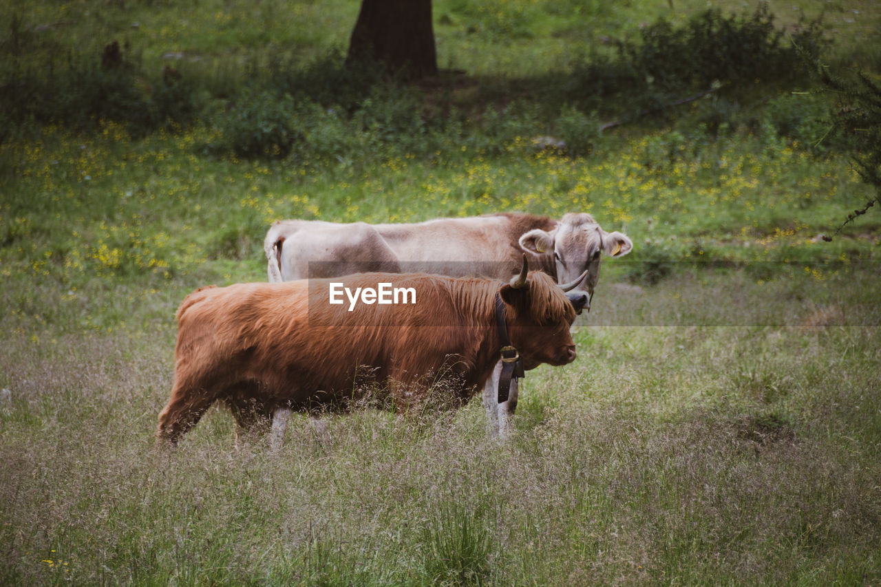 COWS IN THE FIELD