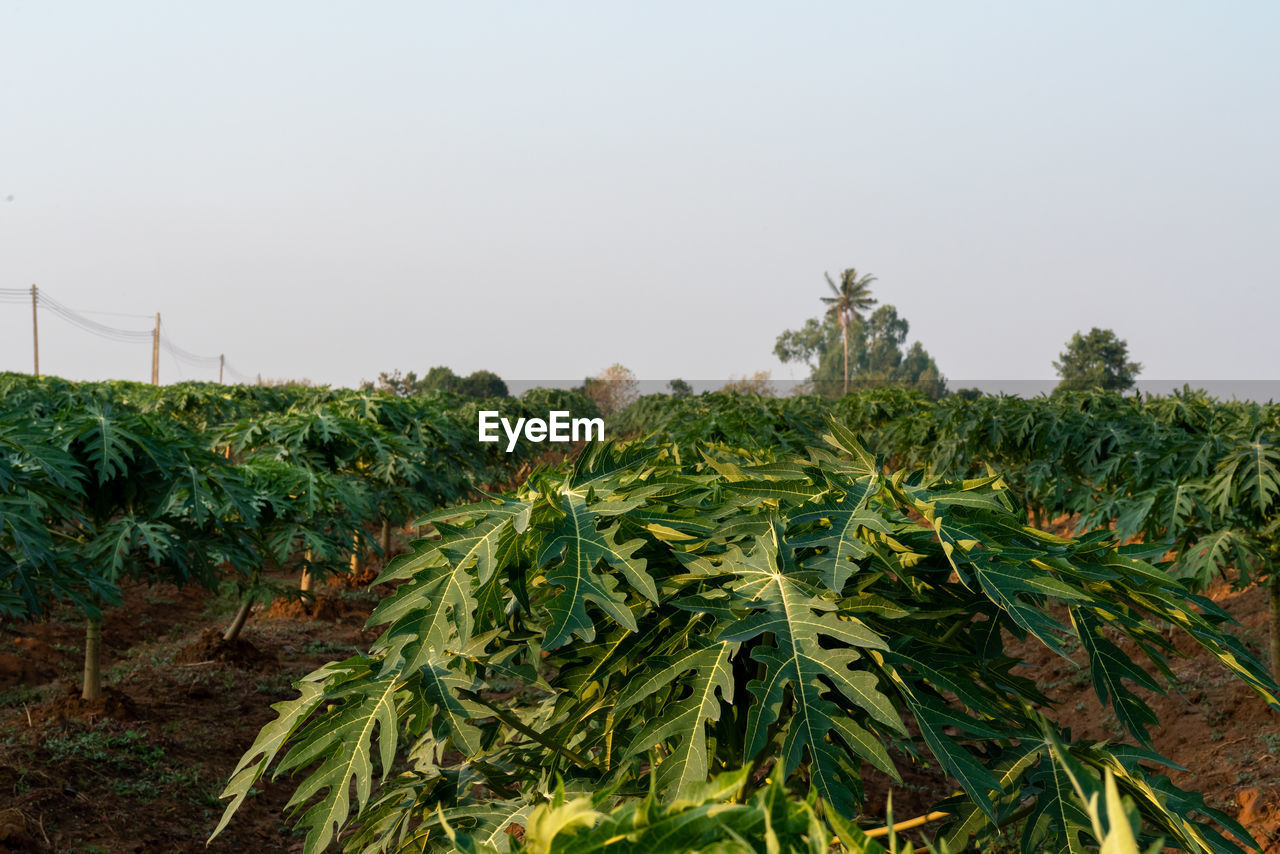 PLANTS GROWING ON FARM AGAINST SKY