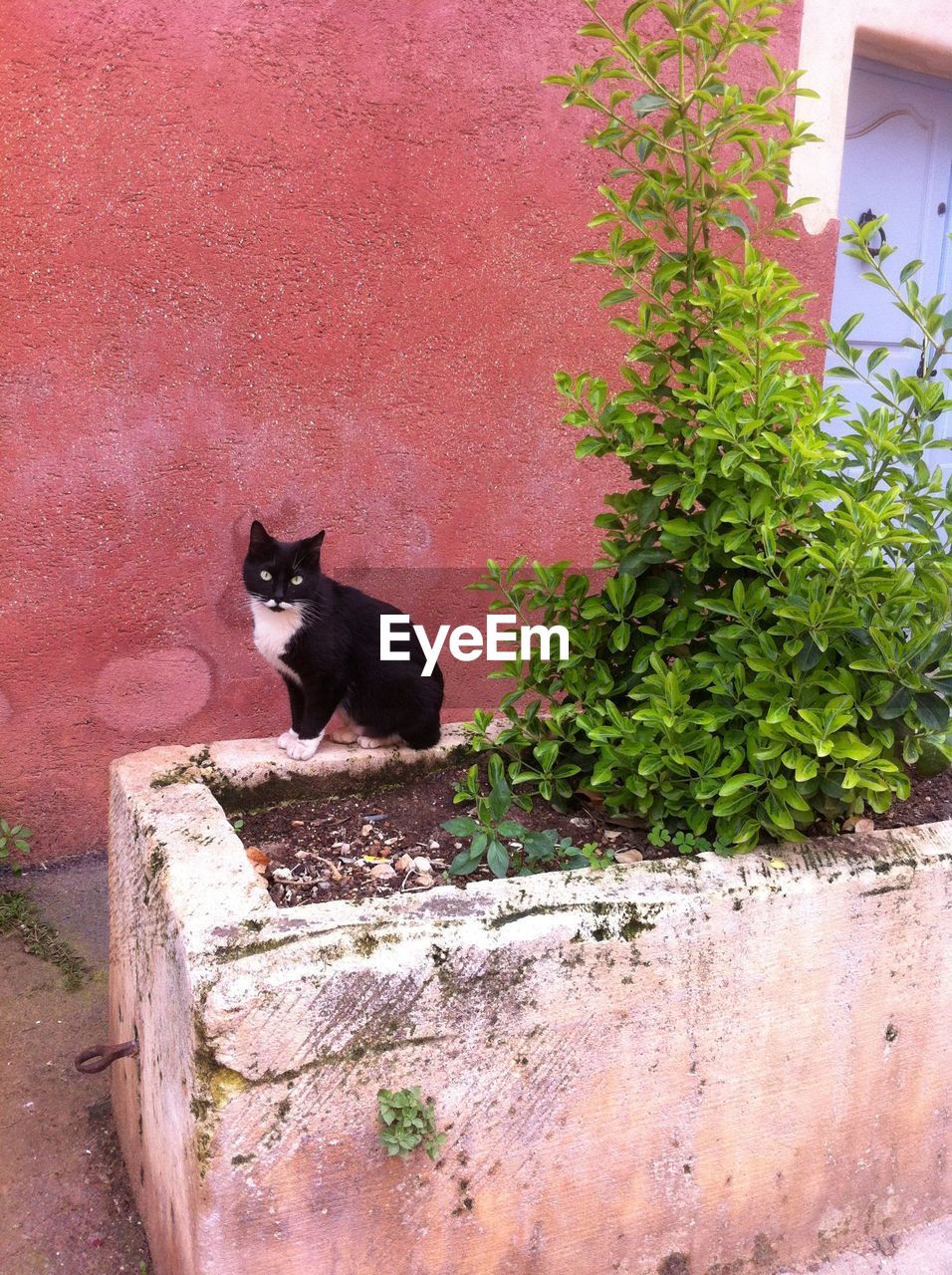 CAT SITTING BY PLANTS