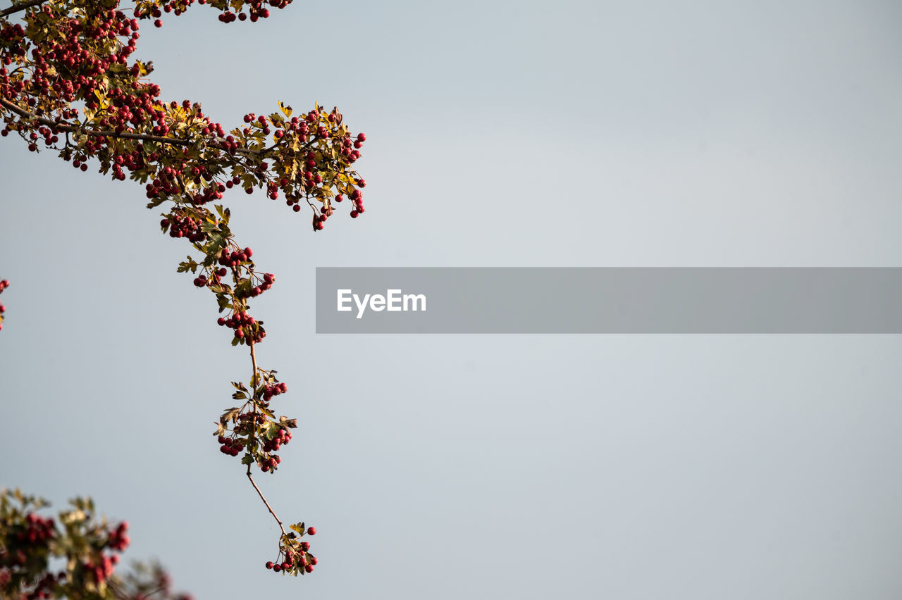 plant, flower, tree, nature, fruit, freshness, food and drink, growth, healthy eating, sky, blossom, leaf, branch, food, no people, copy space, low angle view, beauty in nature, red, outdoors, berry, day, produce, plant part, clear sky, twig, hanging, flowering plant, macro photography