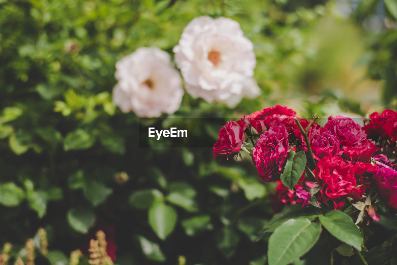 Close-up of roses blooming outdoors