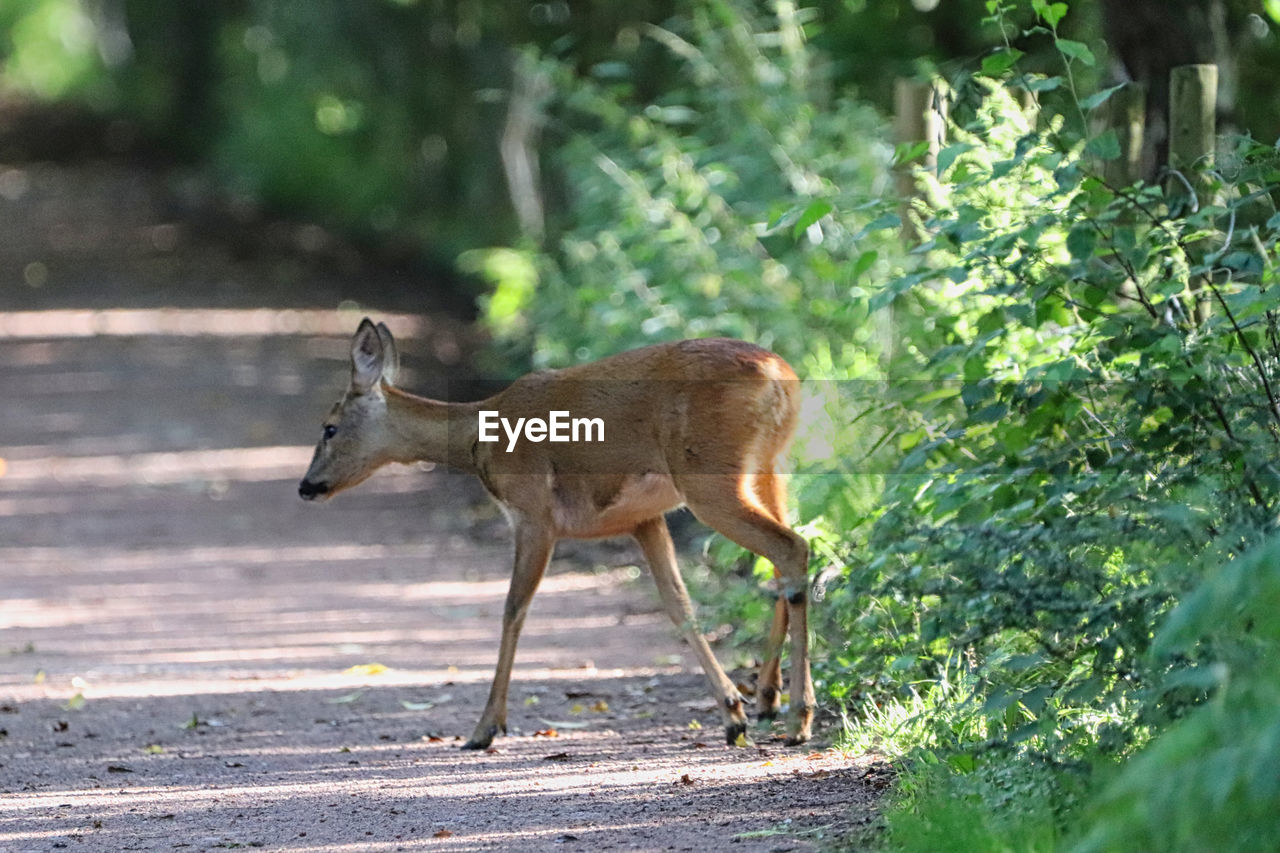 SIDE VIEW OF AN ANIMAL