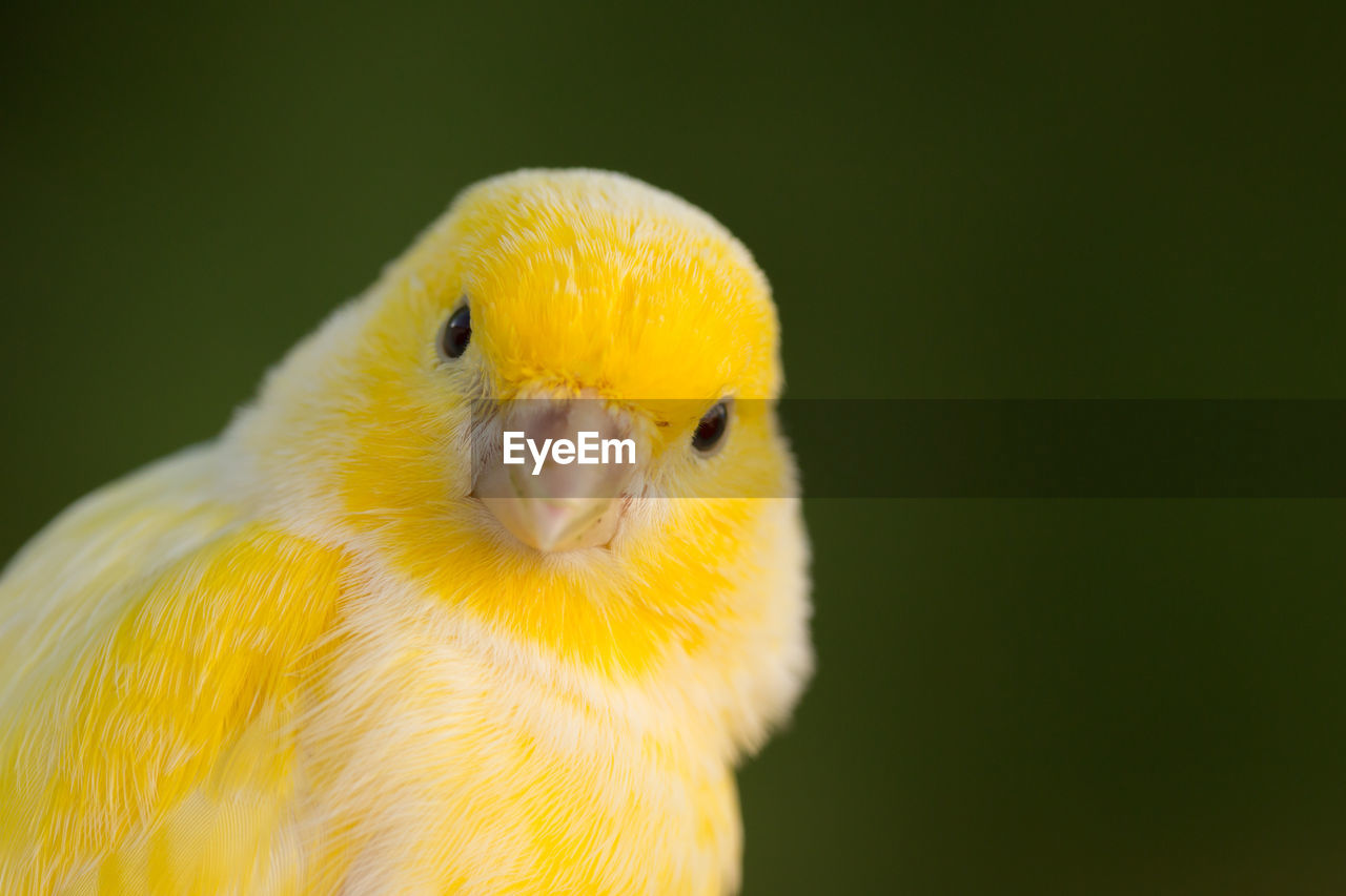 CLOSE-UP OF A BIRD