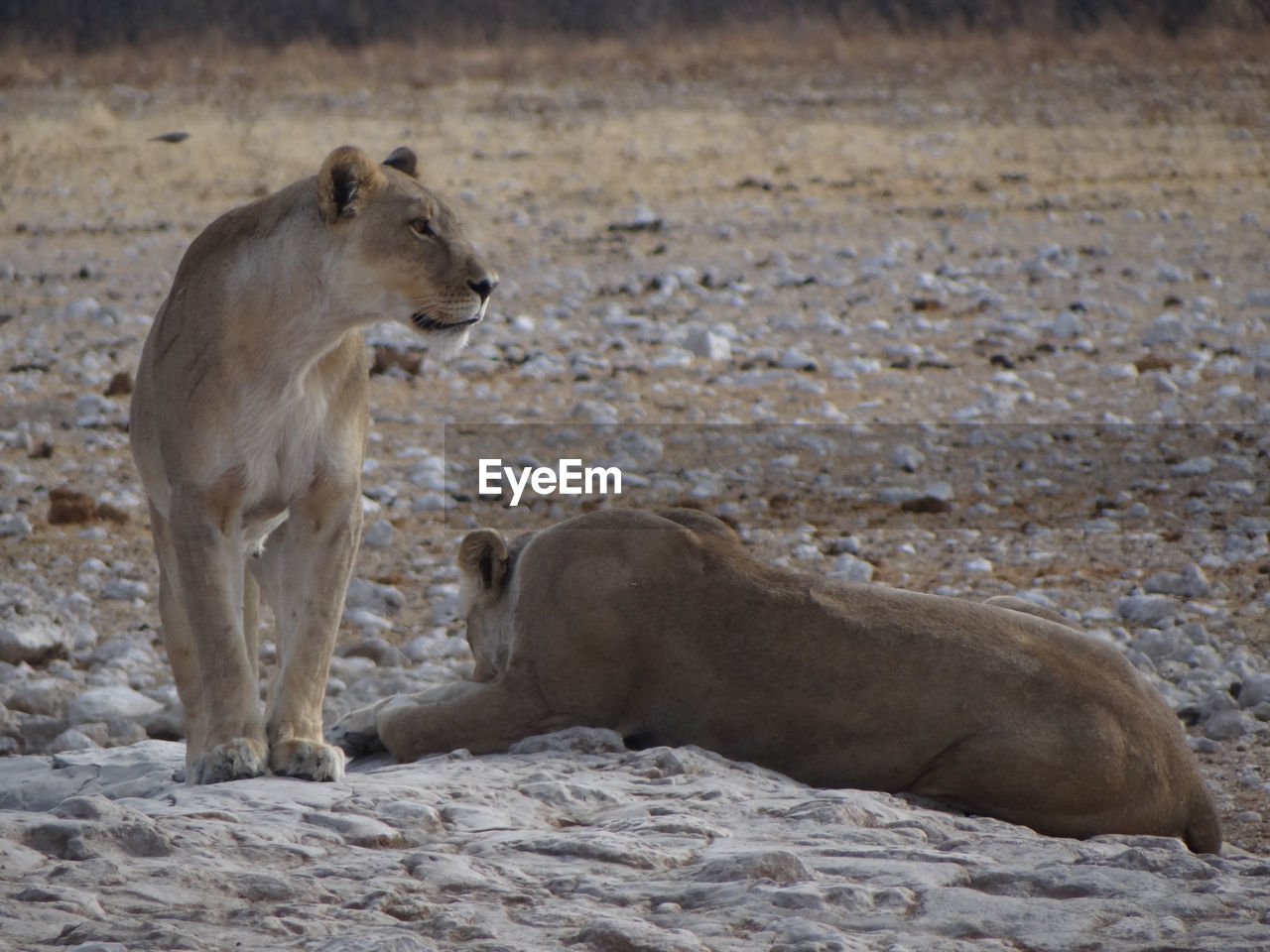 Photo of a sitting lioness at a waterhole in the etosha national park in namibia