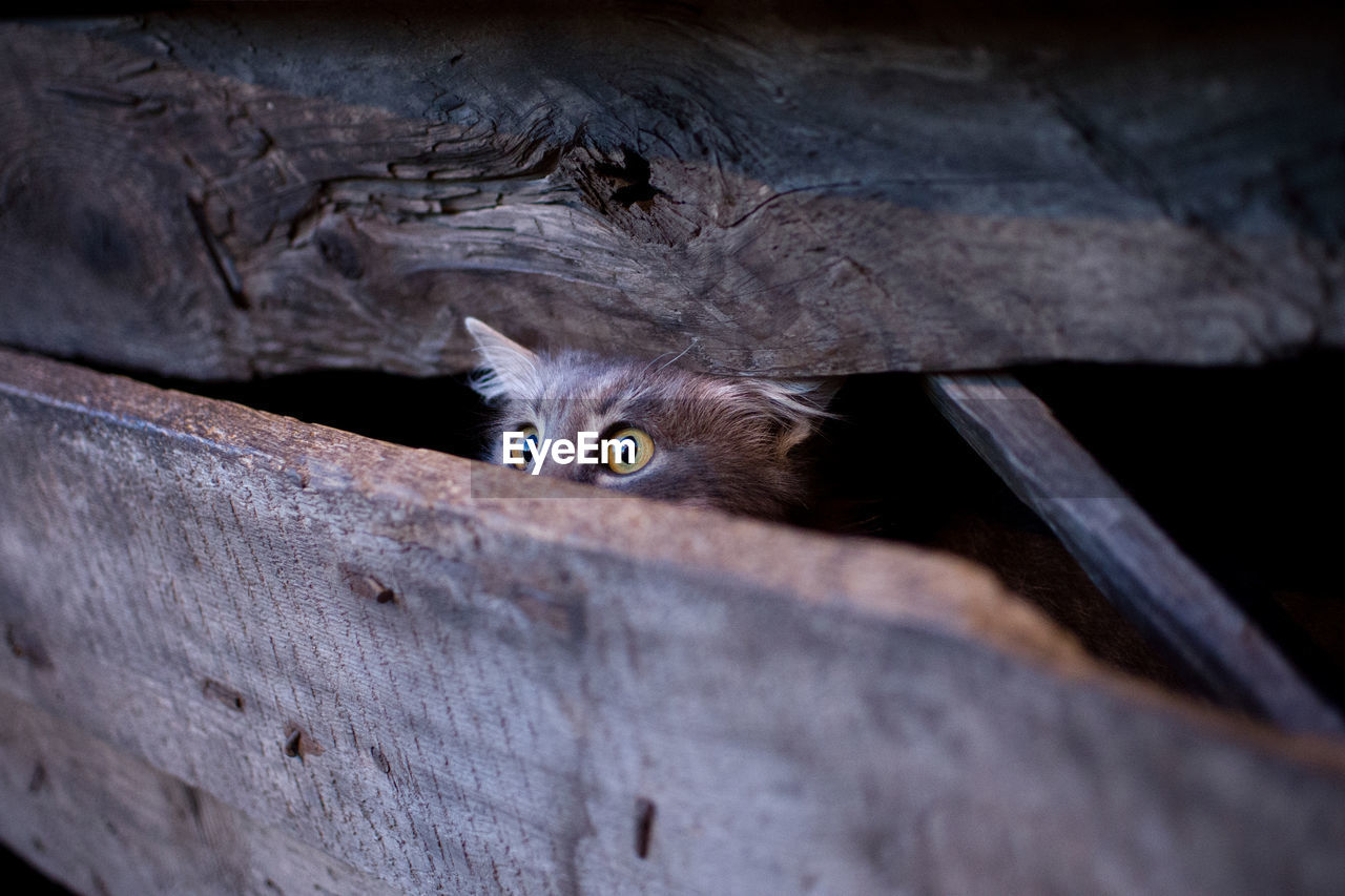 PORTRAIT OF A CAT HIDING
