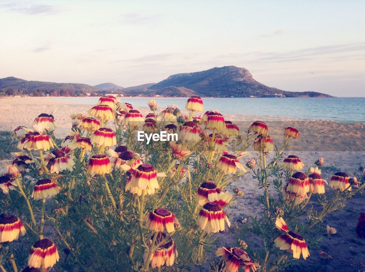 Close-up of flowers on beach