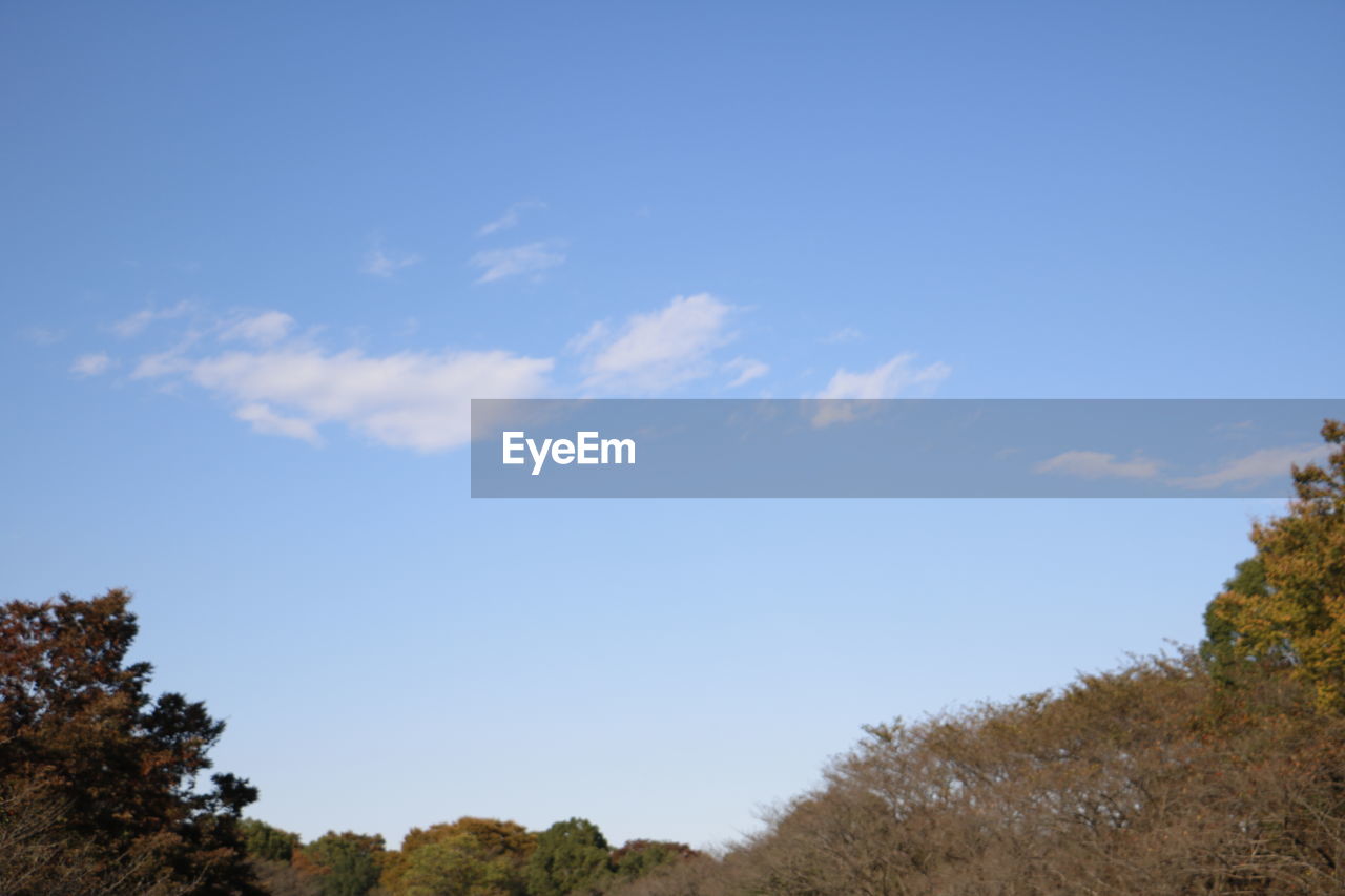 LOW ANGLE VIEW OF BLUE SKY AND TREES AGAINST THE BACKGROUND