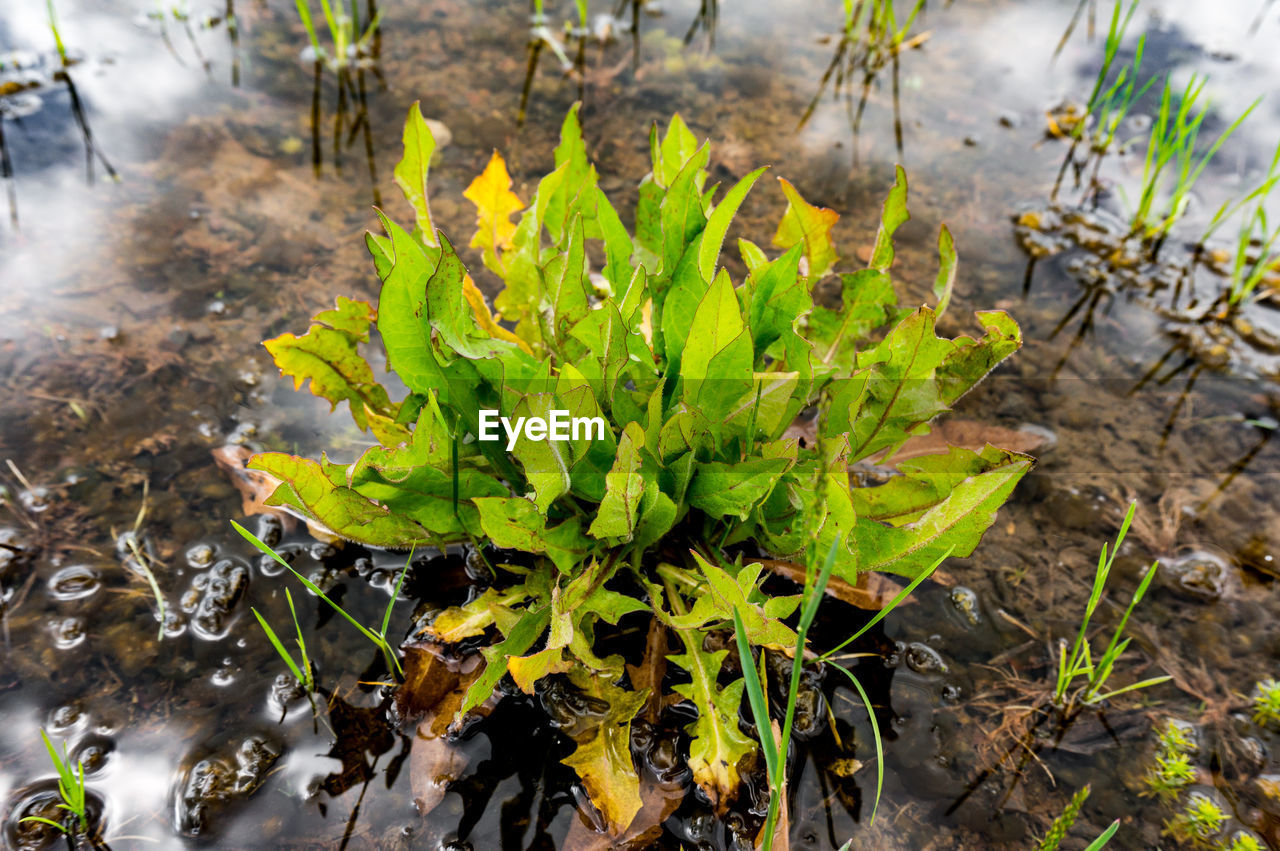 High angle view of plants growing on field