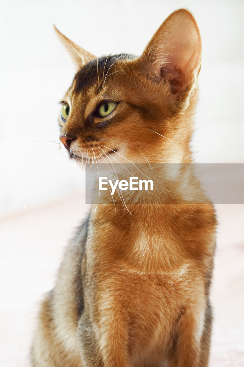 Close-up of abyssinian cat looking away