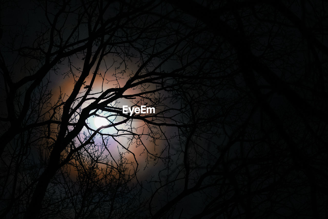 Low angle view of bare tree against moonlight