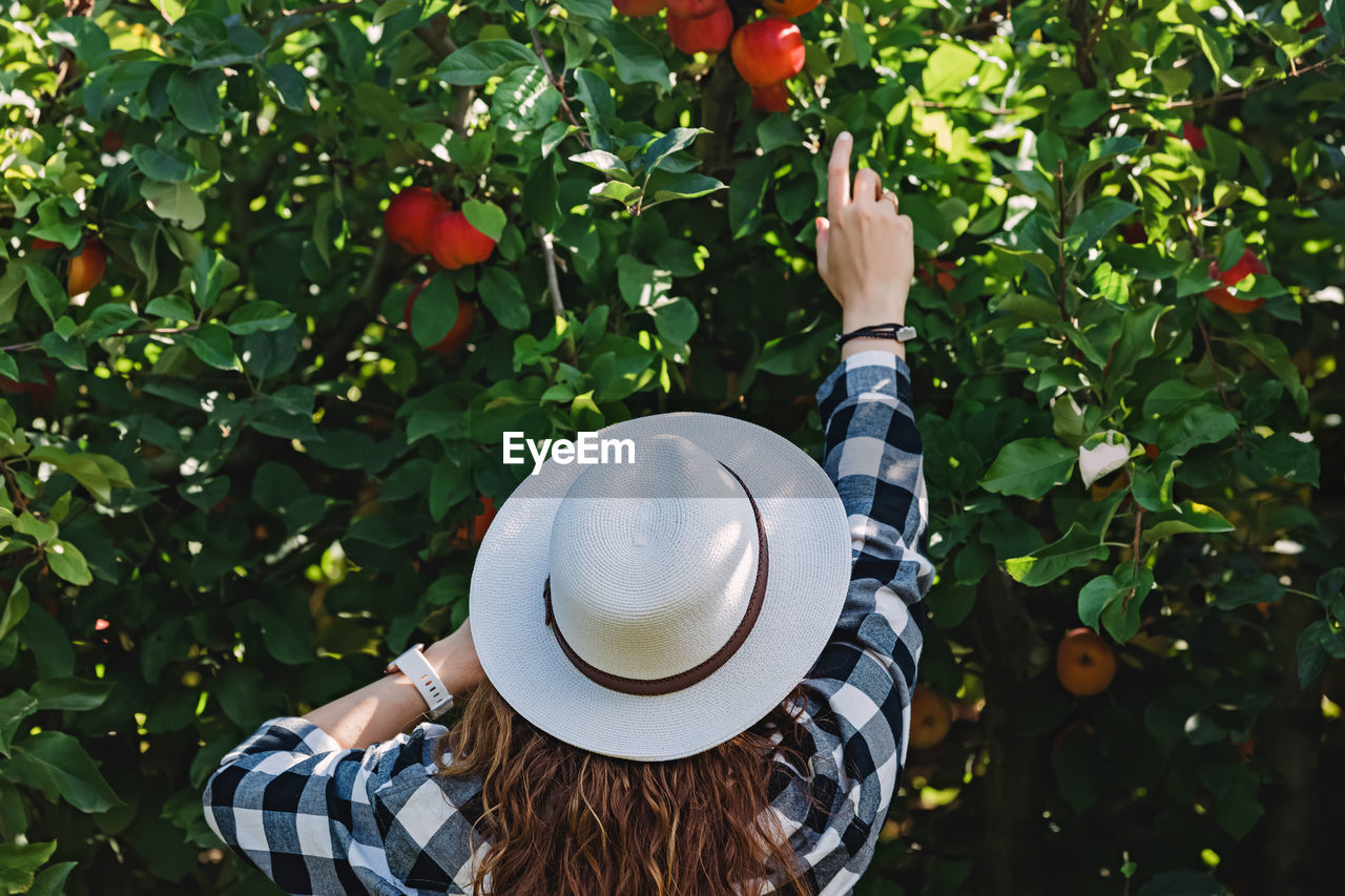 Woman in a hat taking ripe red apples from the tree. autumn harvest, countryside lifestyle person