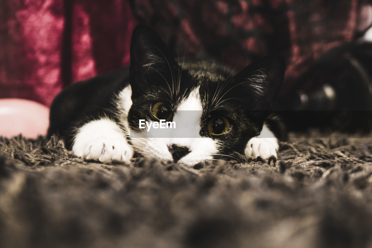 Close-up portrait of cat relaxing on rug