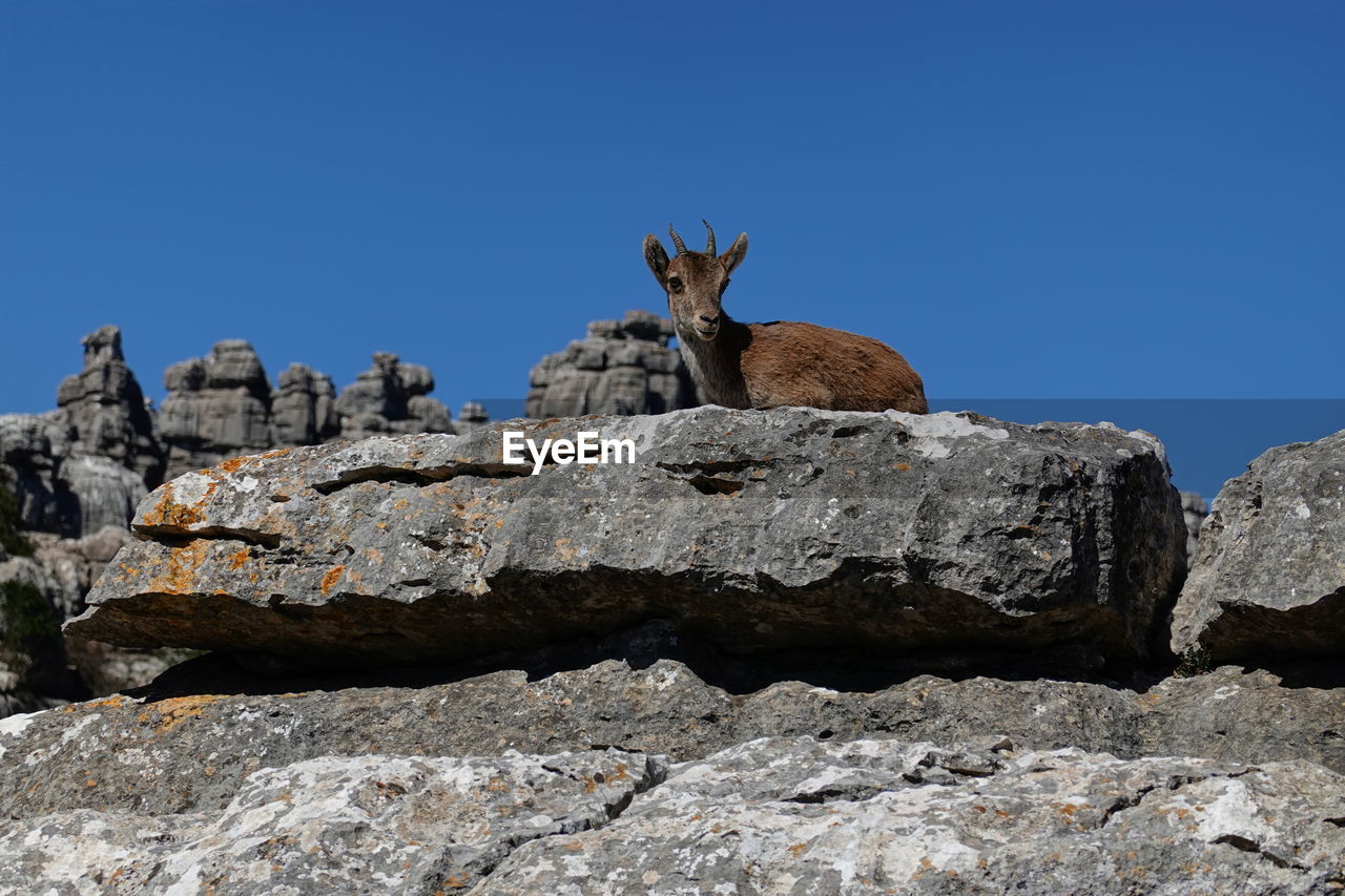 LOW ANGLE VIEW OF ANIMAL ON ROCK AGAINST CLEAR SKY