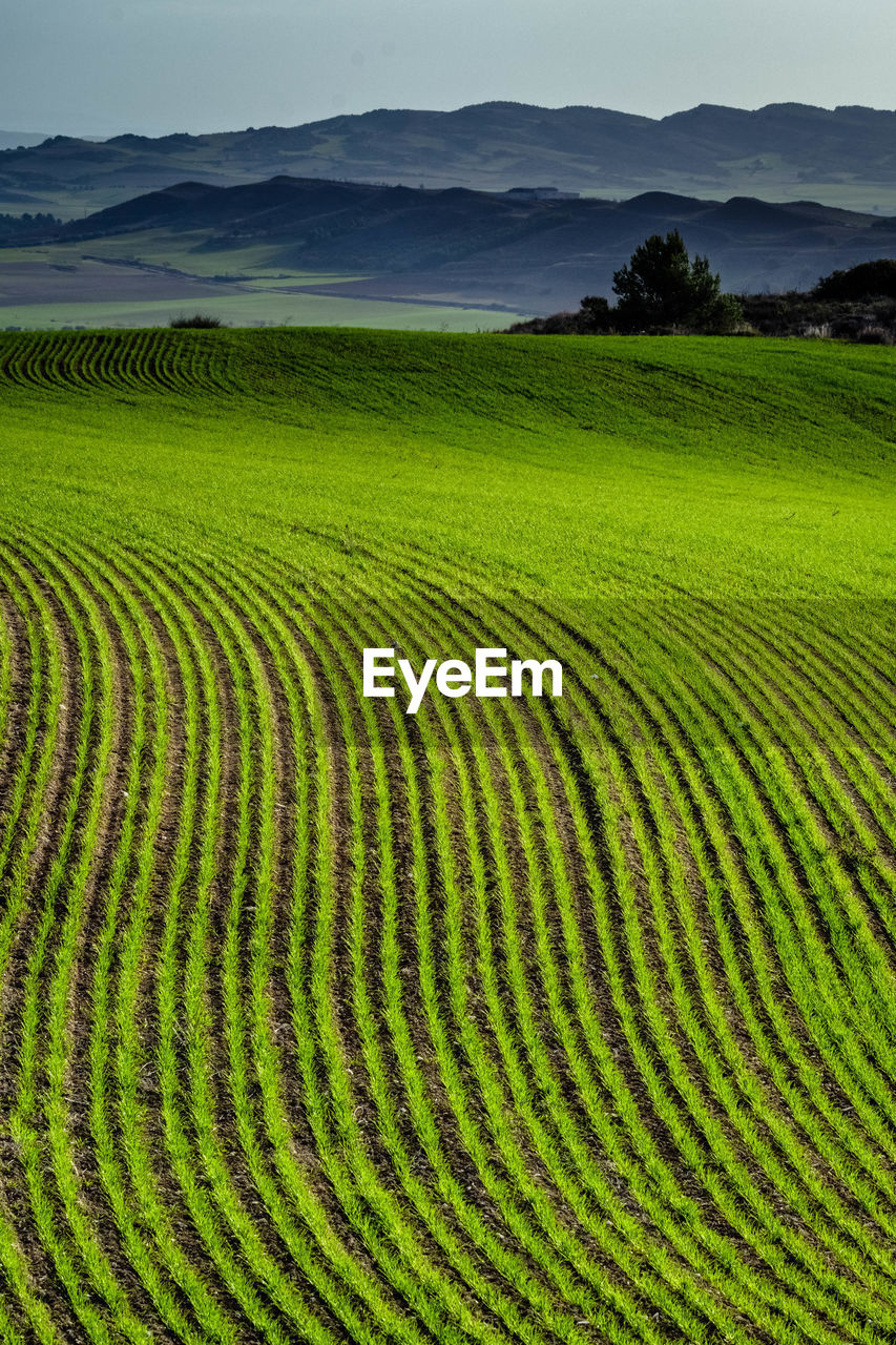 Scenic view of agricultural field against sky