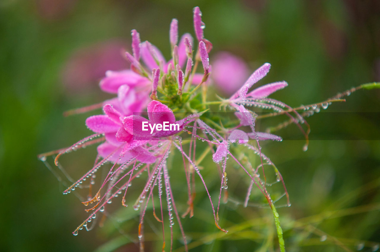 CLOSE-UP OF WATER DROPS ON PINK FLOWER